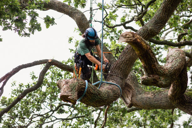 How Our Tree Care Process Works  in  Wellford, SC