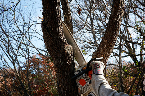 Leaf Removal in Wellford, SC