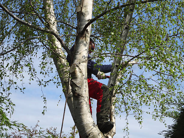 Professional Tree Care in Wellford, SC
